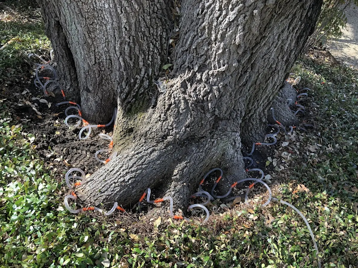 Detailed Tree Cabling and Bracing job site in Fiskdale