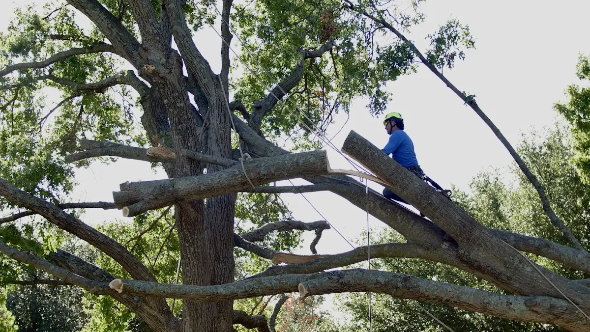 Professional Hazardous Tree Removal performed by certified arborists in Fiskdale