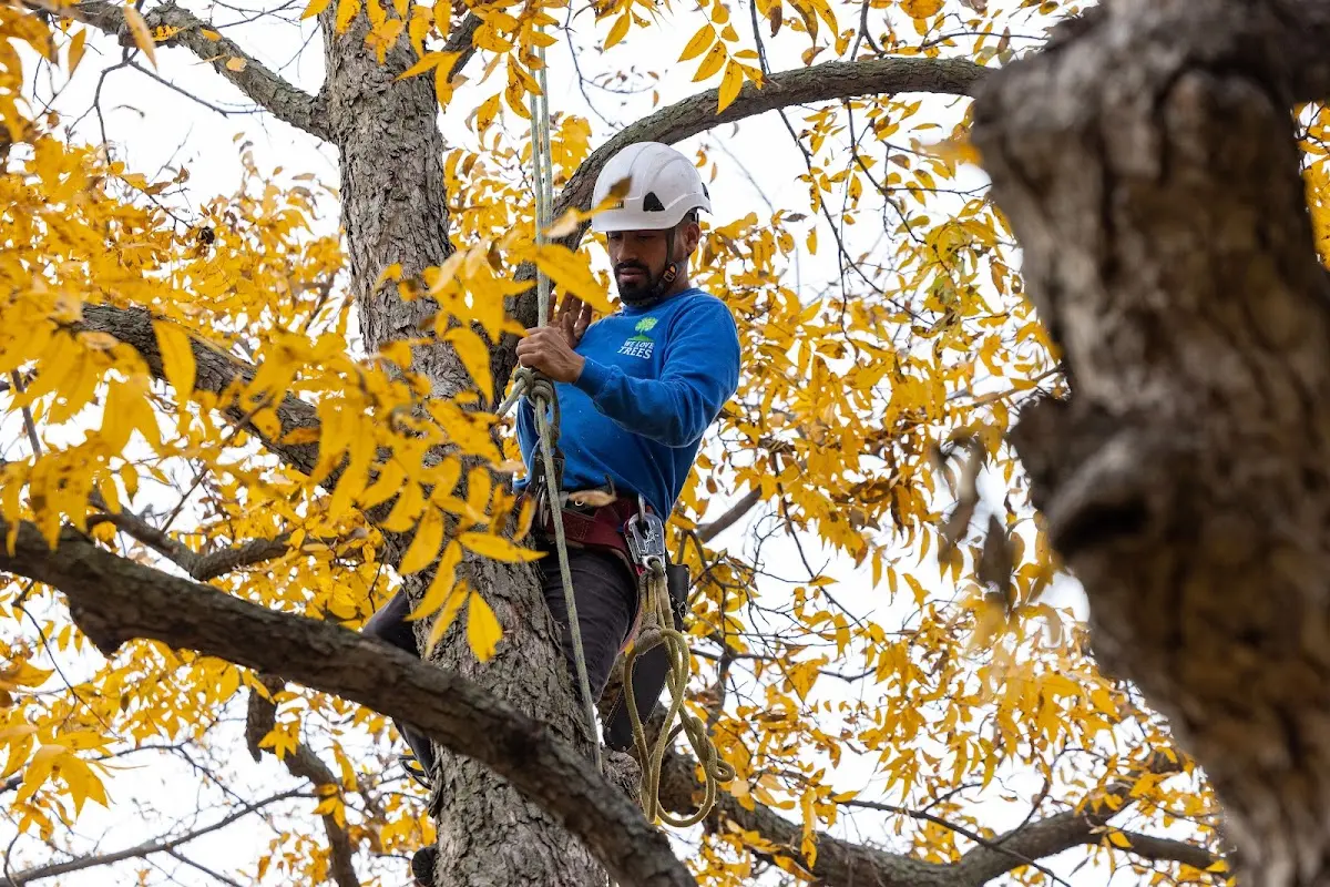 Skilled Tree Planing crew working in Fiskdale