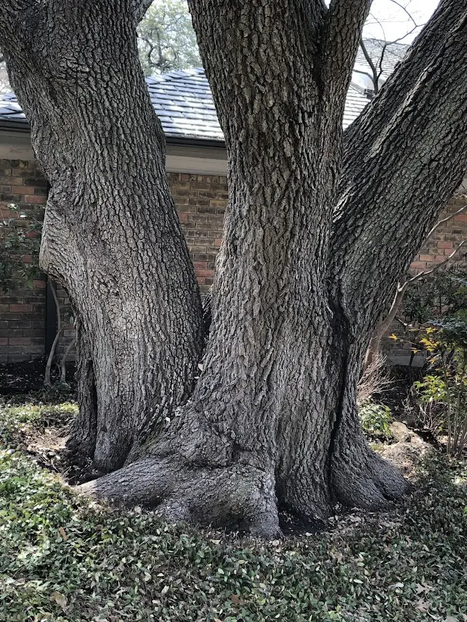 Mature heritage tree close to a Fiskdale property cared for by certified arborists